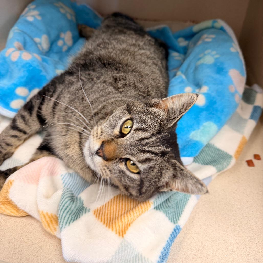 Enlarge Beans, a Adoptable Domestic Short Hair in Pagosa Springs, CO image 5/5