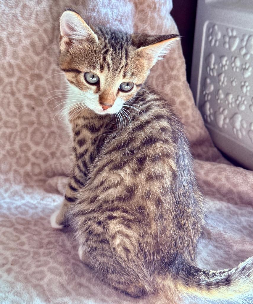 Enlarge Jay, a Adoptable Tabby in Mira Loma, CA image 2/2