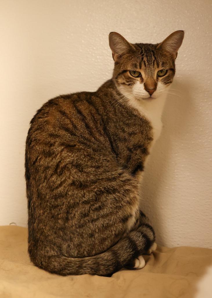 Jay, Adoptable, Young Male Tabby.