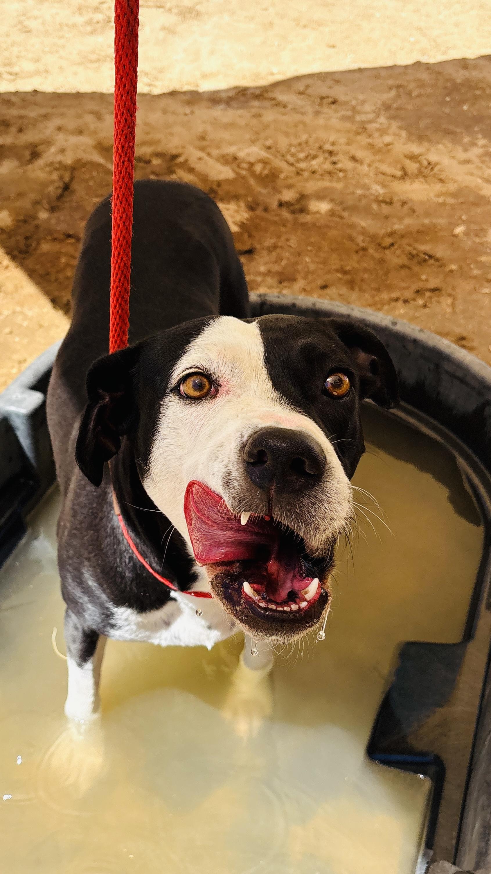 Enlarge DOTTIE, a ADOPTABLE mixed breed in Joshua Tree, CA image 3/5
