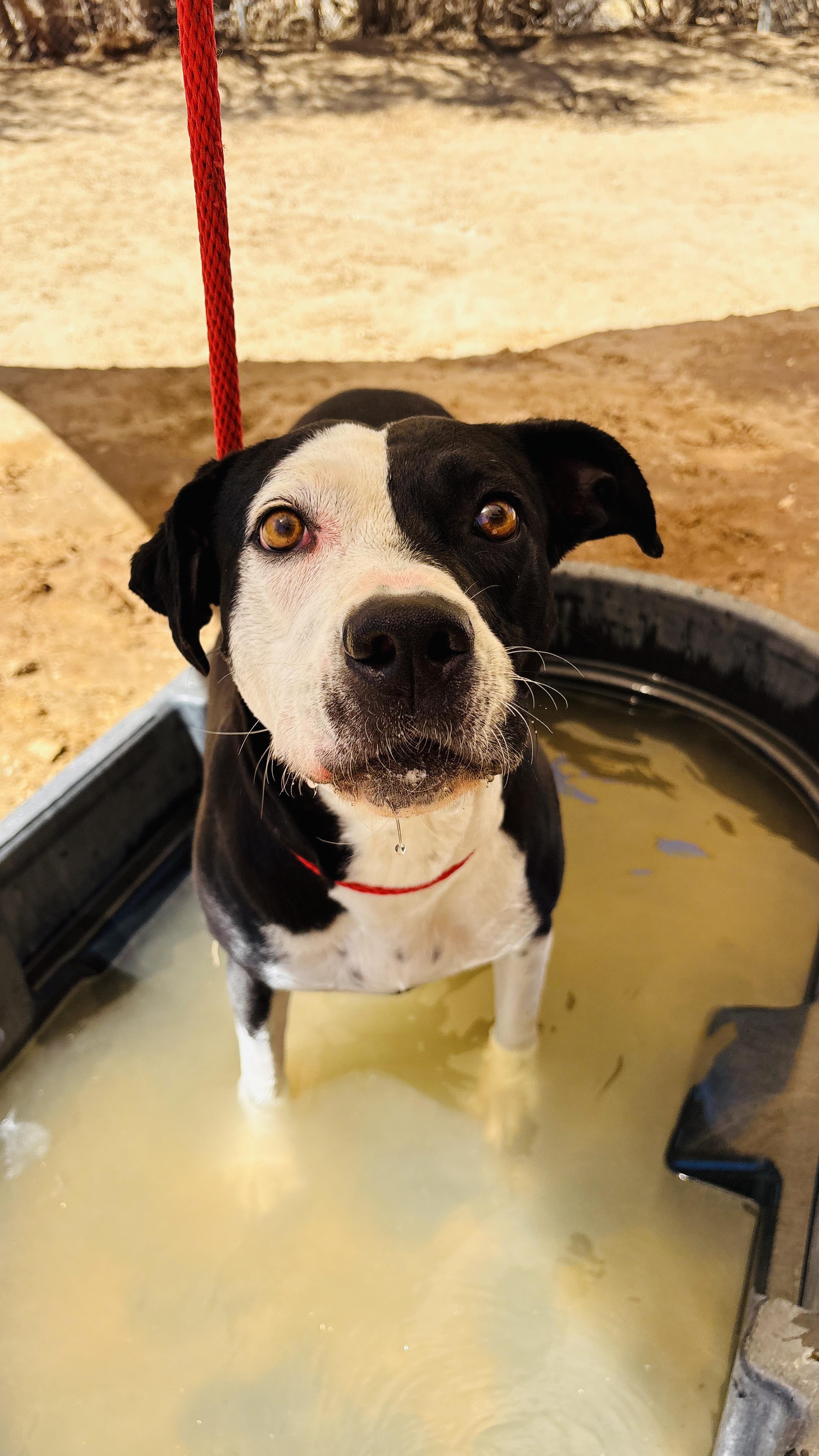 Enlarge DOTTIE, a ADOPTABLE mixed breed in Joshua Tree, CA image 1/5