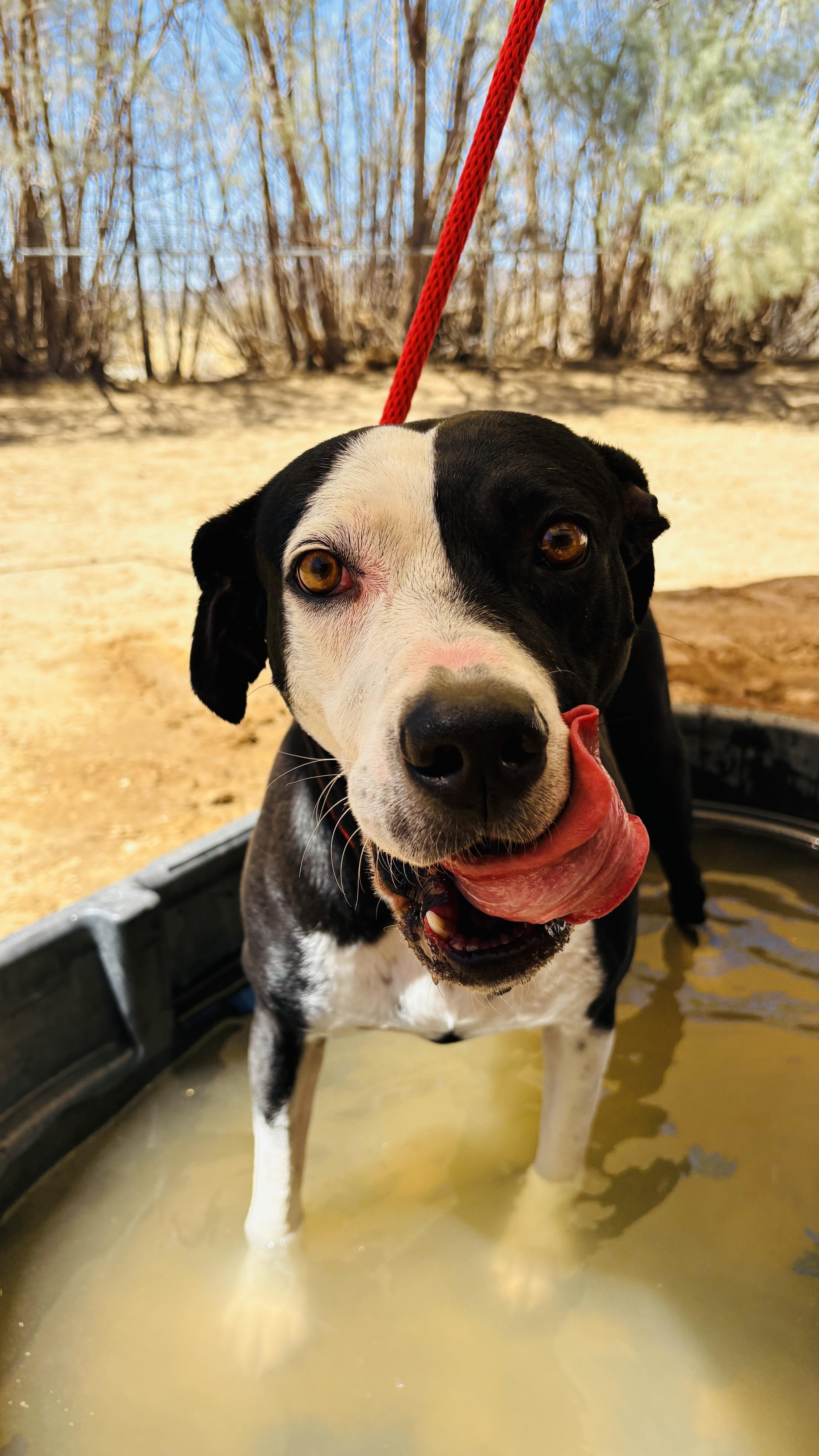 Enlarge DOTTIE, a ADOPTABLE mixed breed in Joshua Tree, CA image 2/5