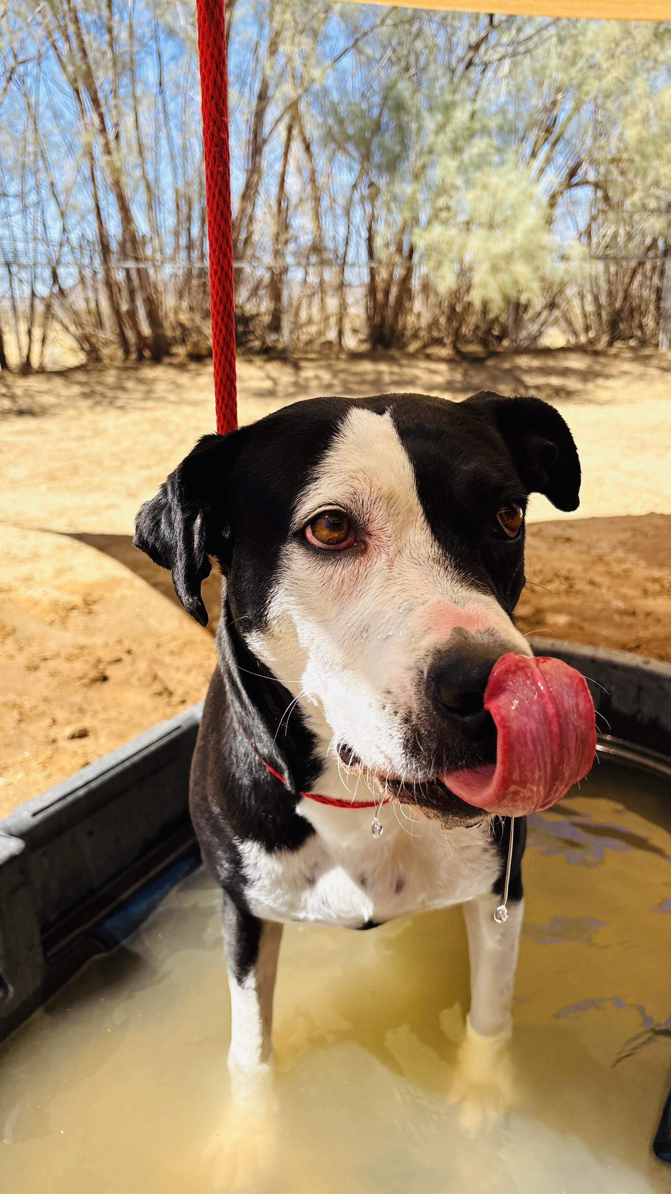 Enlarge DOTTIE, a ADOPTABLE mixed breed in Joshua Tree, CA image 4/5