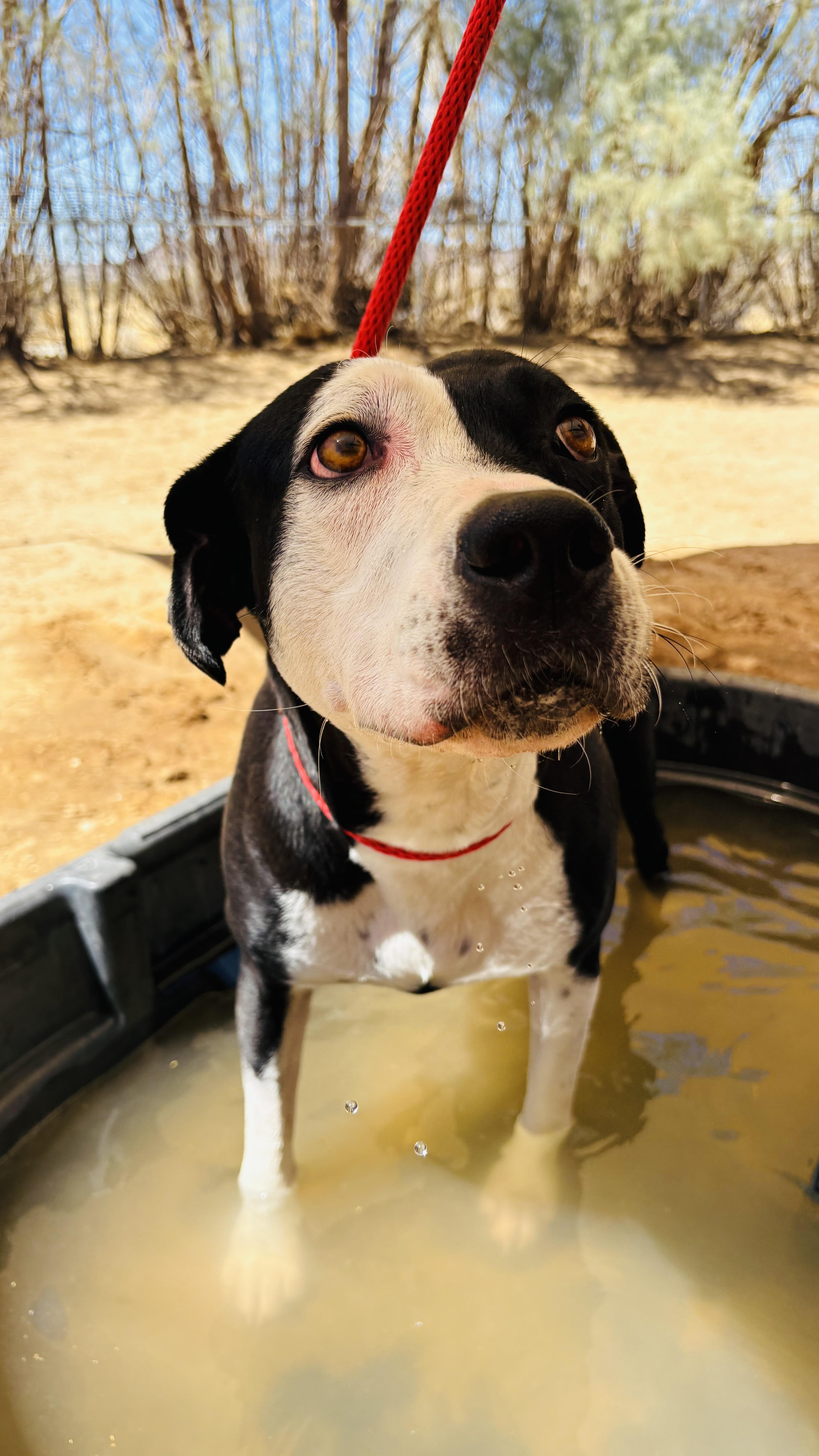 Enlarge DOTTIE, a ADOPTABLE mixed breed in Joshua Tree, CA image 5/5