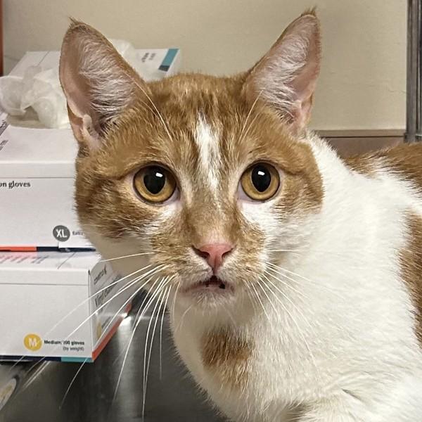 Enlarge Cinnamon, a Adoptable mixed breed in Dublin, CA image 2/6