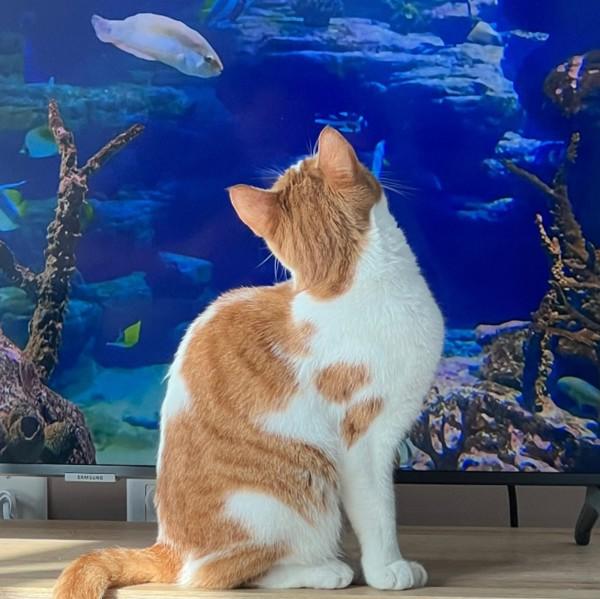 Enlarge Cinnamon, a Adoptable mixed breed in Dublin, CA image 4/6