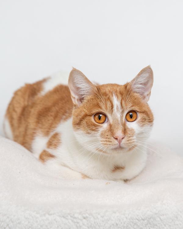 Enlarge Cinnamon, a Adoptable mixed breed in Dublin, CA image 5/6