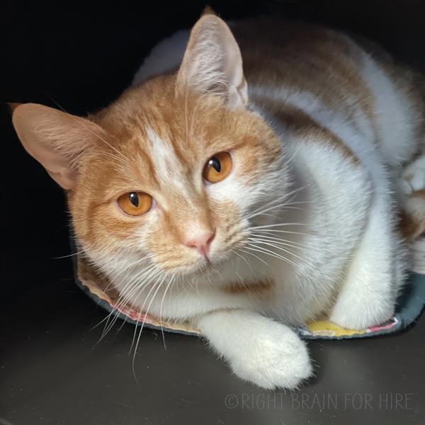 Enlarge Cinnamon, a Adoptable mixed breed in Dublin, CA image 6/6