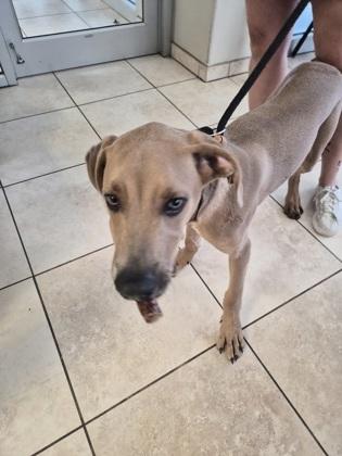 Enlarge Jackson, a Adoptable mixed breed in Farmers Branch, TX image 1/1