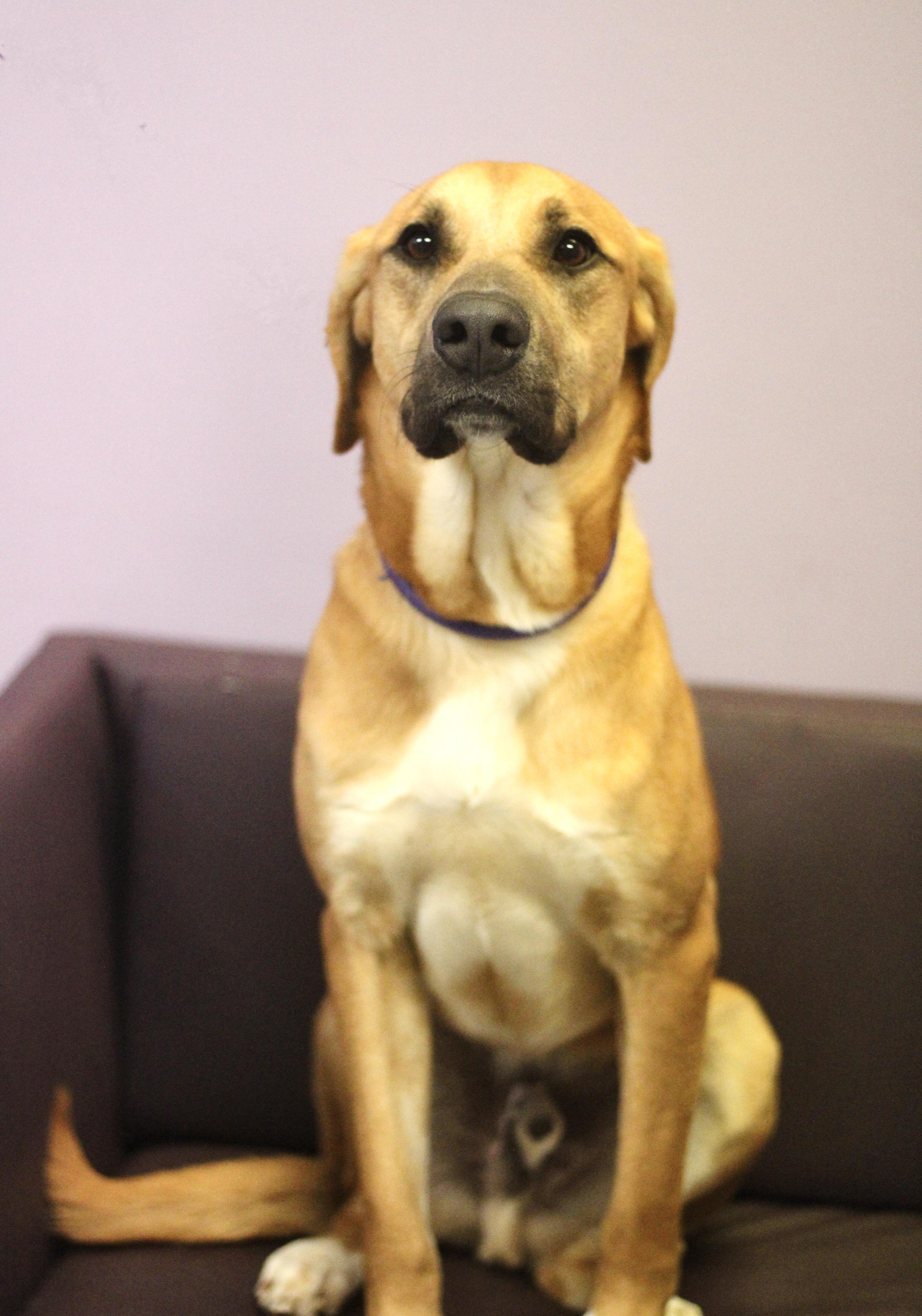 North in NH! Come Meet our Adoptable Dogs Wednesday-Saturday. More info in Bio!, ADOPTABLE, Adult Male Retriever.