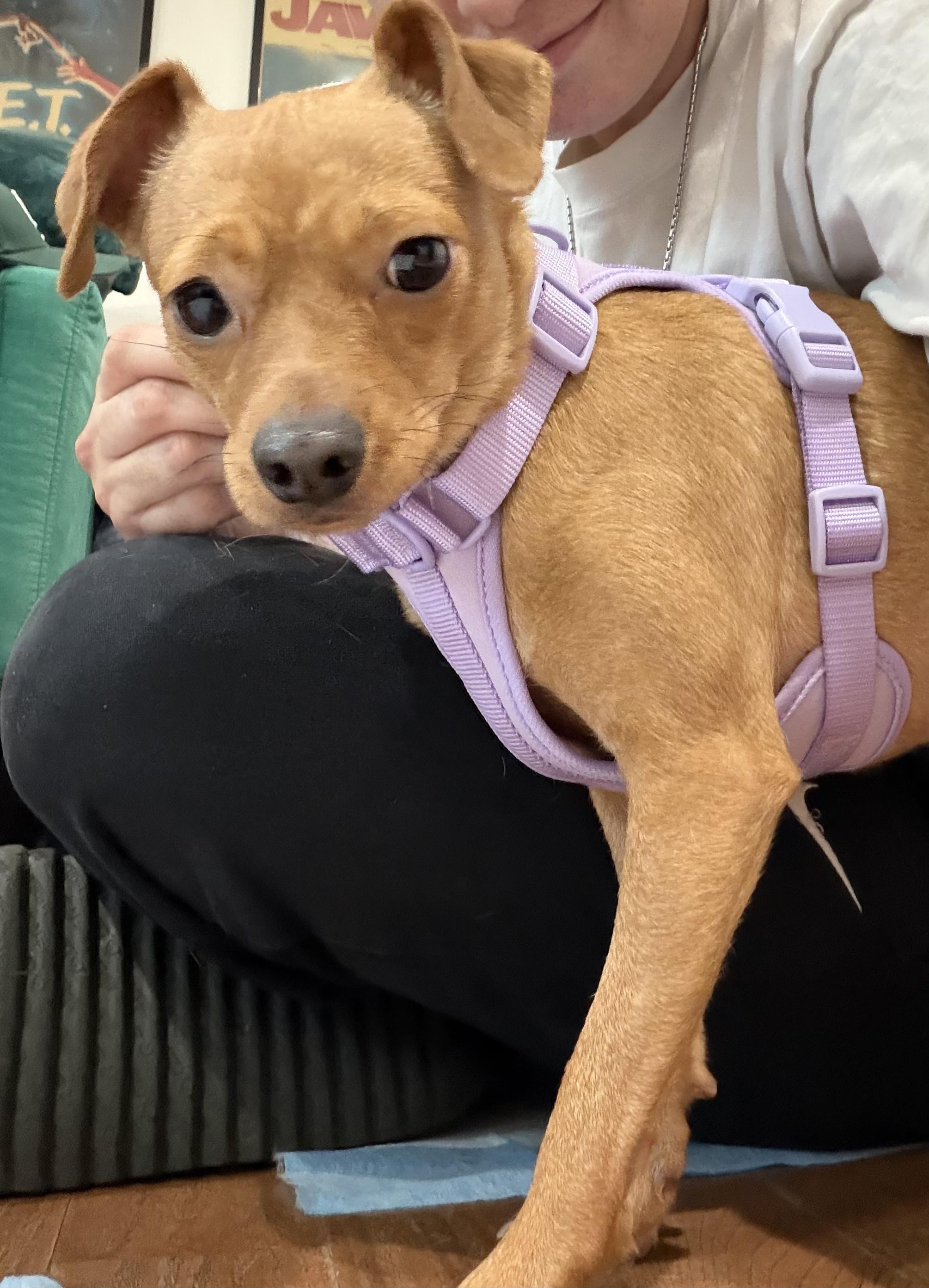 coco, Adoptable, Young Female Dachshund.