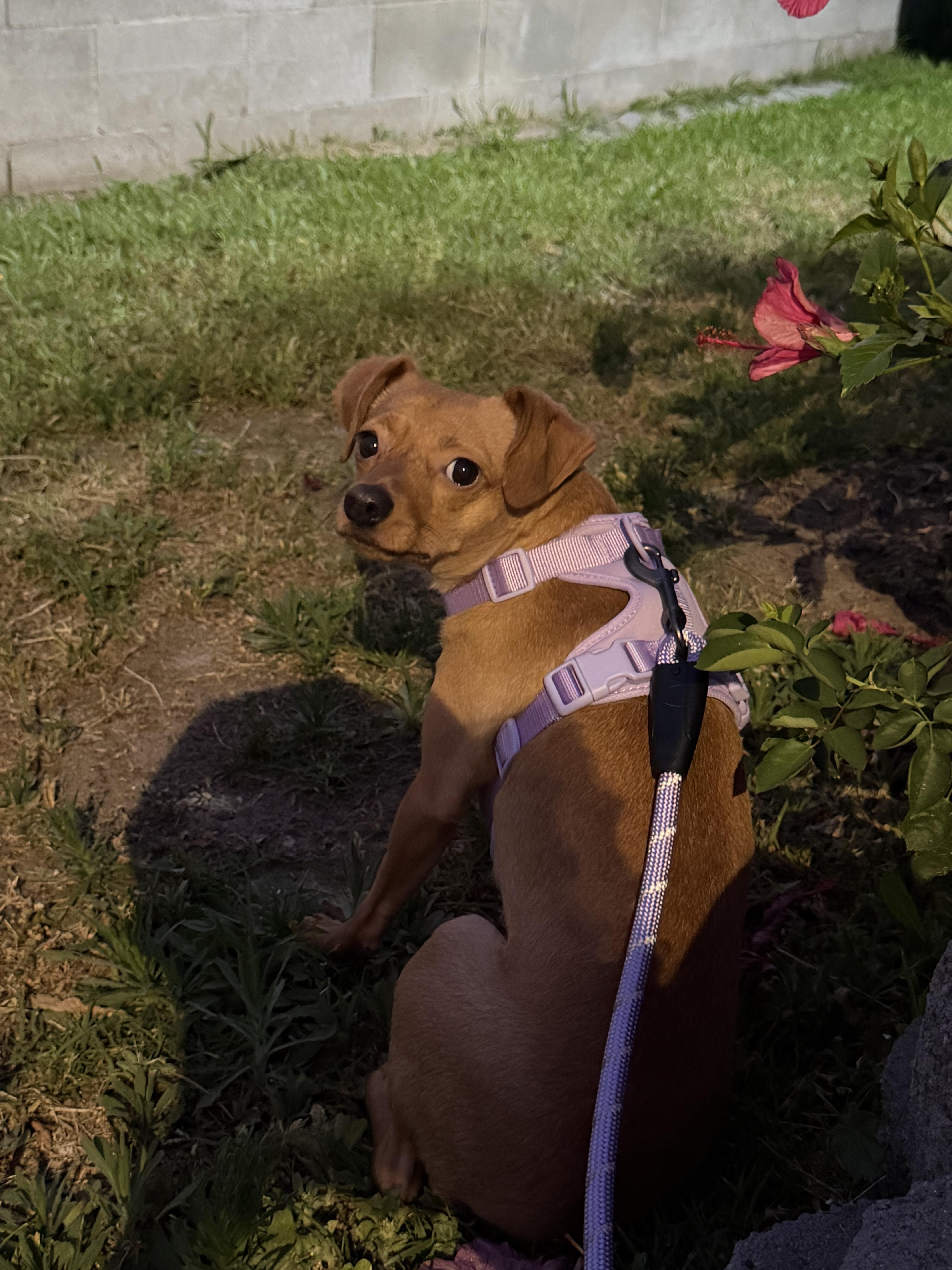 Enlarge coco, a Adoptable Dachshund in Murrieta, CA image 4/4