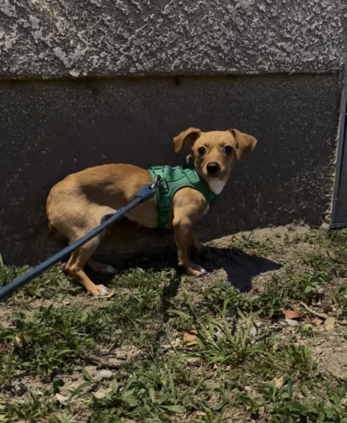 Enlarge coco, a Adoptable Dachshund in Murrieta, CA image 3/4