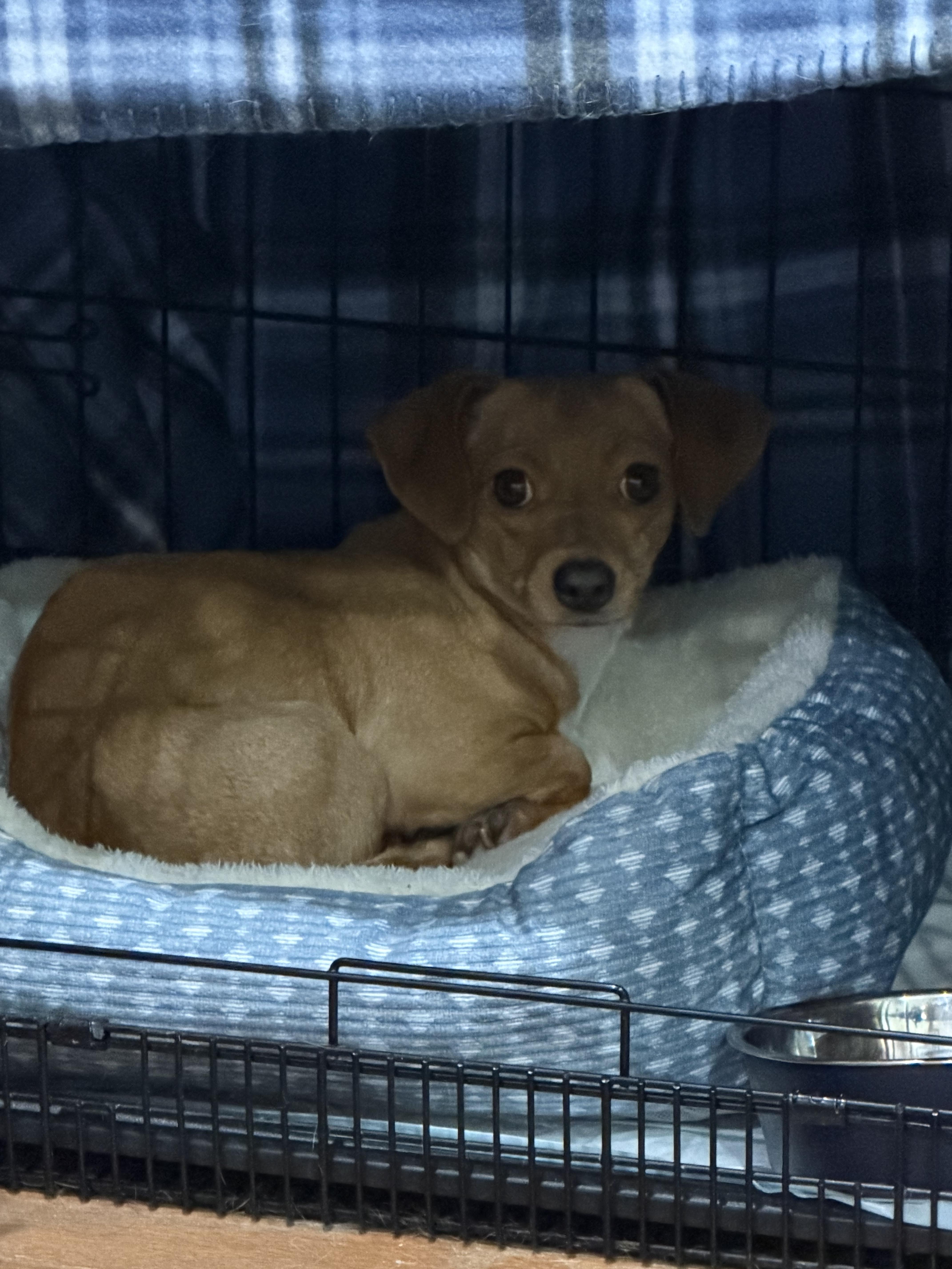 Enlarge coco, a Adoptable Dachshund in Murrieta, CA image 2/4