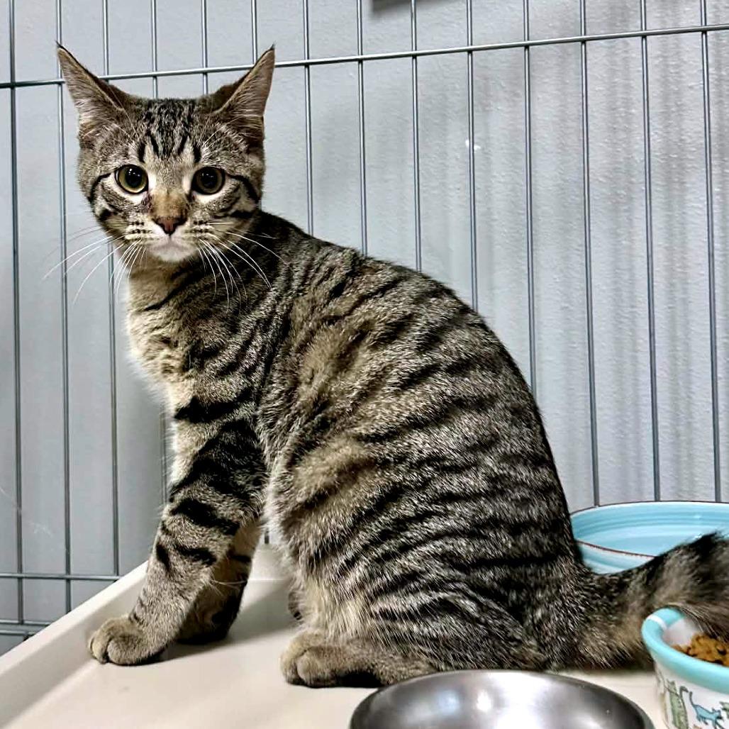 Bradford-Eureka Petsense (Adopted), a Adoptable Domestic Short Hair in Union, MO image 1/2