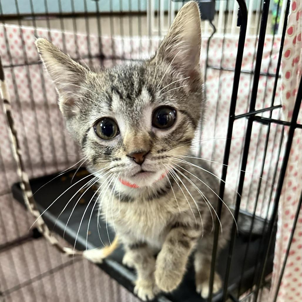 Bradford-Eureka Petsense (Adopted), a Adoptable Domestic Short Hair in Union, MO image 2/2