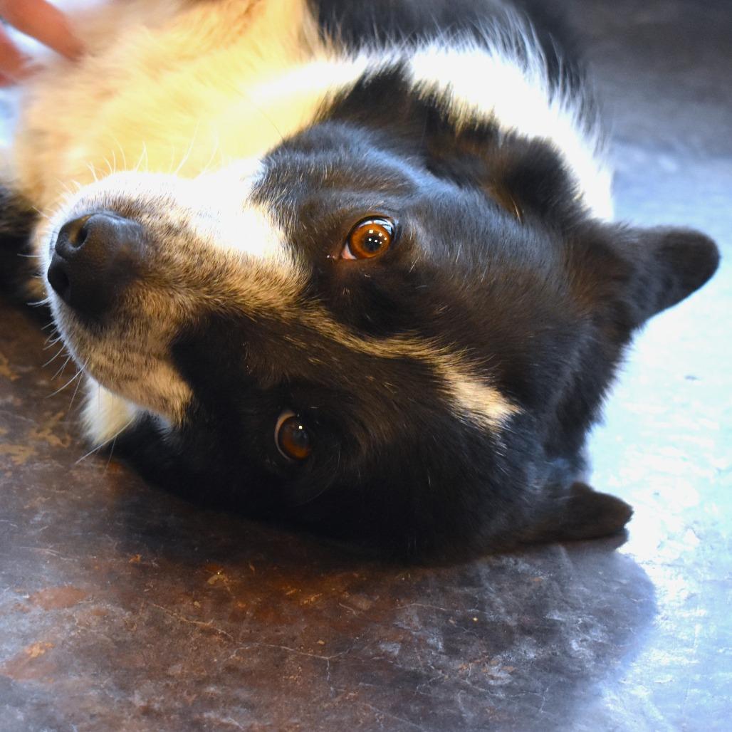 Corky, Adoptable, Adult Male Cardigan Welsh Corgi & Border Collie.