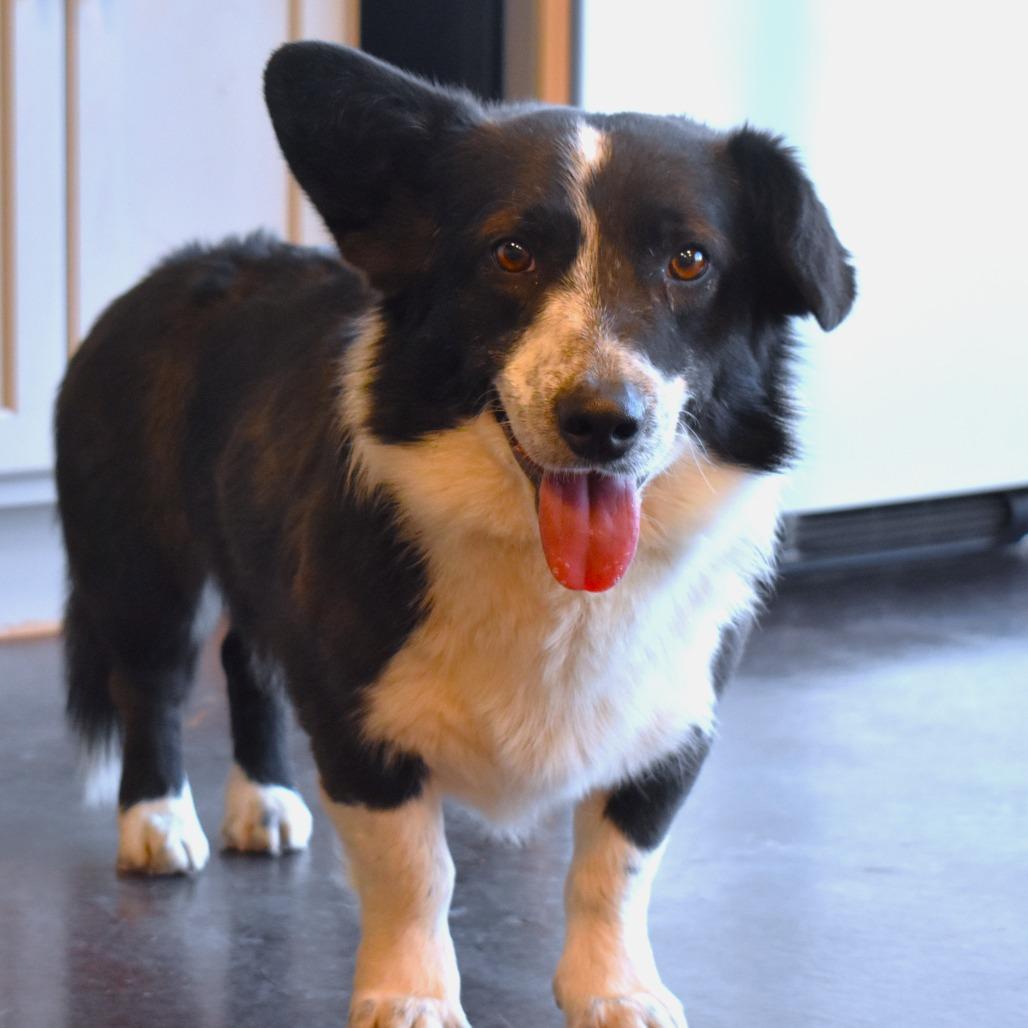 Enlarge Corky, a Adoptable mixed breed in Rifle, CO image 2/4