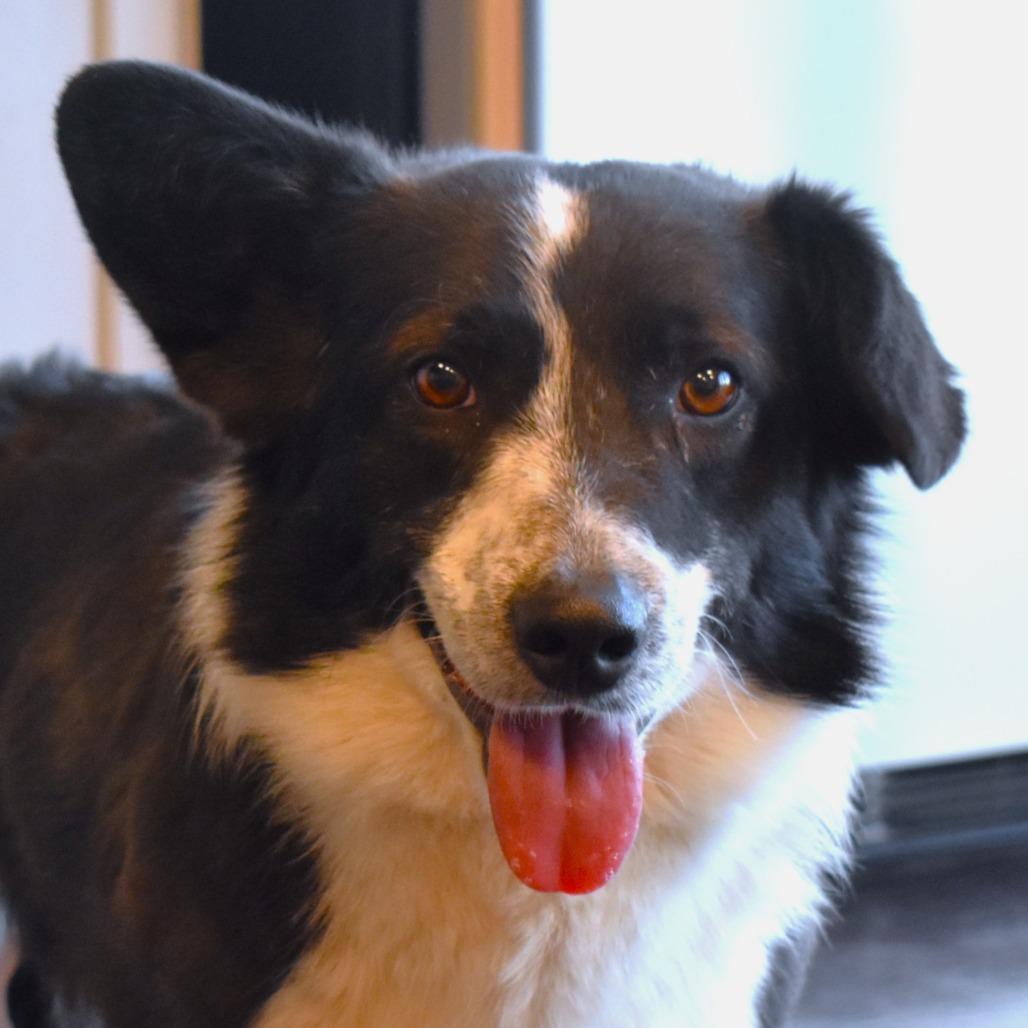 Enlarge Corky, a Adoptable mixed breed in Rifle, CO image 3/4