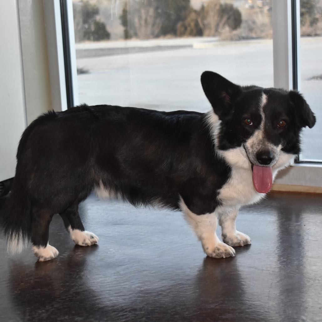 Enlarge Corky, a Adoptable mixed breed in Rifle, CO image 4/4