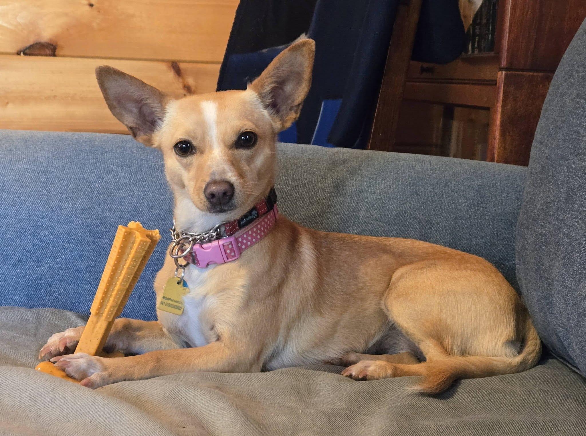Tippy, a ADOPTABLE mixed breed in Knoxville, TN image 2/6