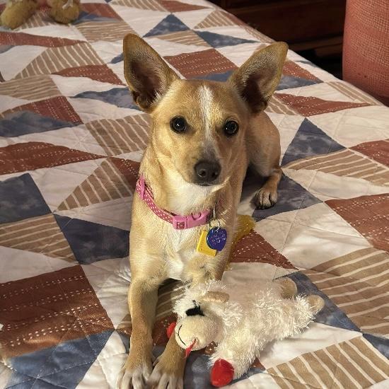 Enlarge Tippy, a ADOPTABLE mixed breed in Knoxville, TN image 2/5