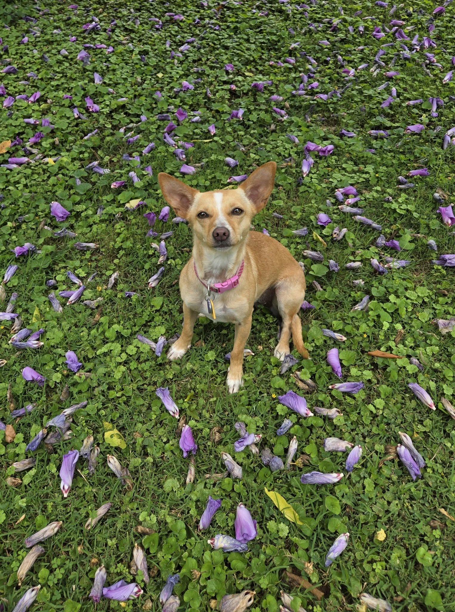 Tippy, a ADOPTABLE mixed breed in Knoxville, TN image 6/6