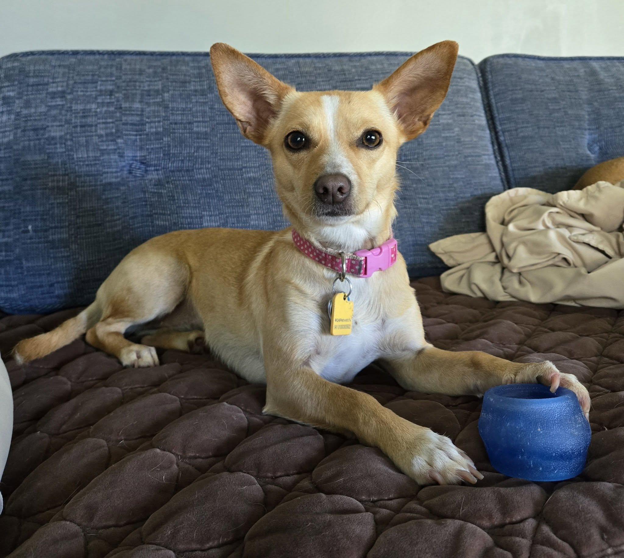 Tippy, a ADOPTABLE mixed breed in Knoxville, TN image 1/6