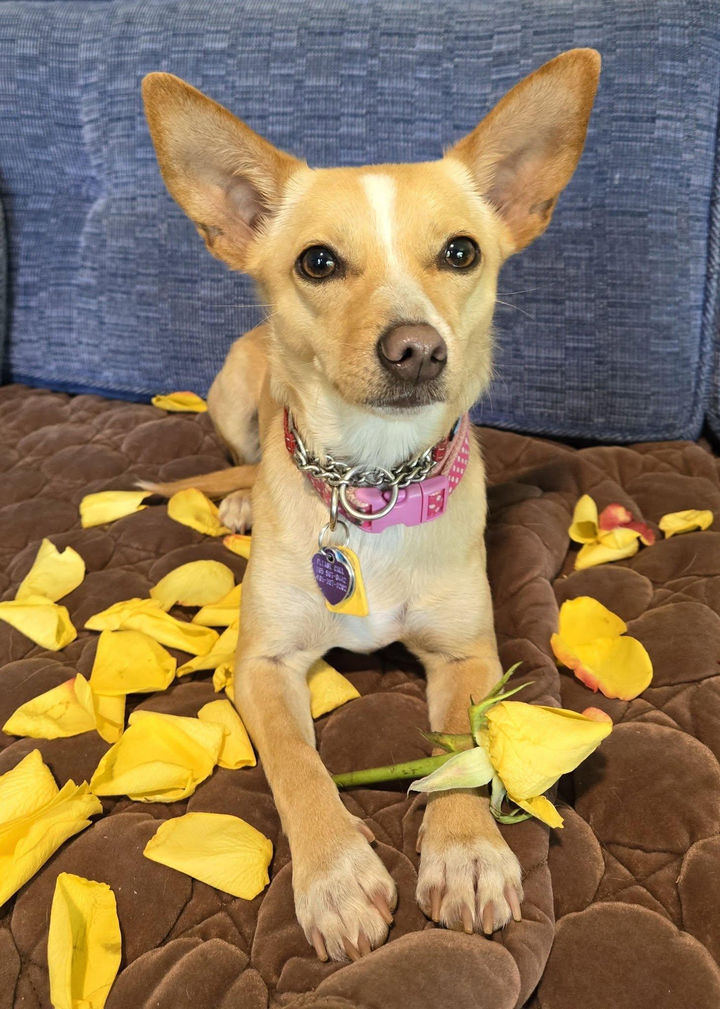 Tippy, a ADOPTABLE mixed breed in Knoxville, TN image 4/6
