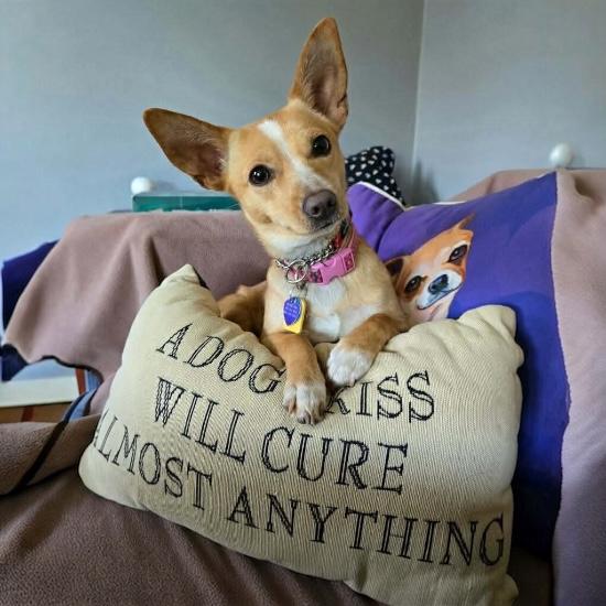 Tippy, ADOPTABLE, Adult Female Chihuahua.