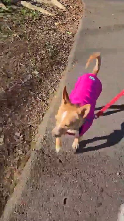 Enlarge Tippy, a ADOPTABLE mixed breed in Knoxville, TN video 5/5