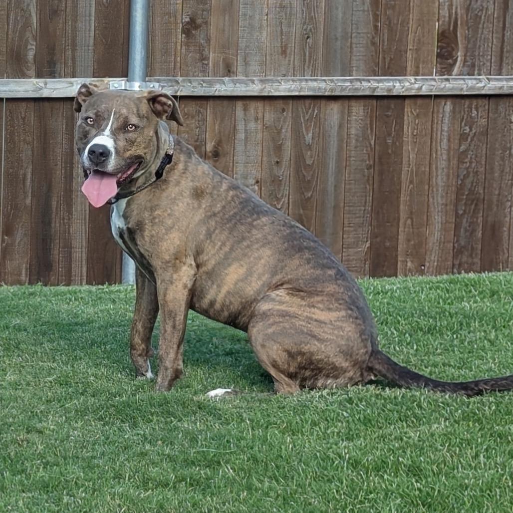 Koda, Adoptable, Adult Female Pit Bull Terrier.