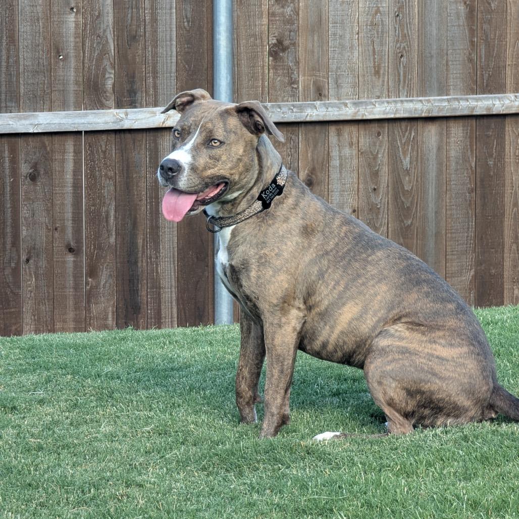 Enlarge Koda, a Adoptable Pit Bull Terrier in Dallas, TX image 1/6