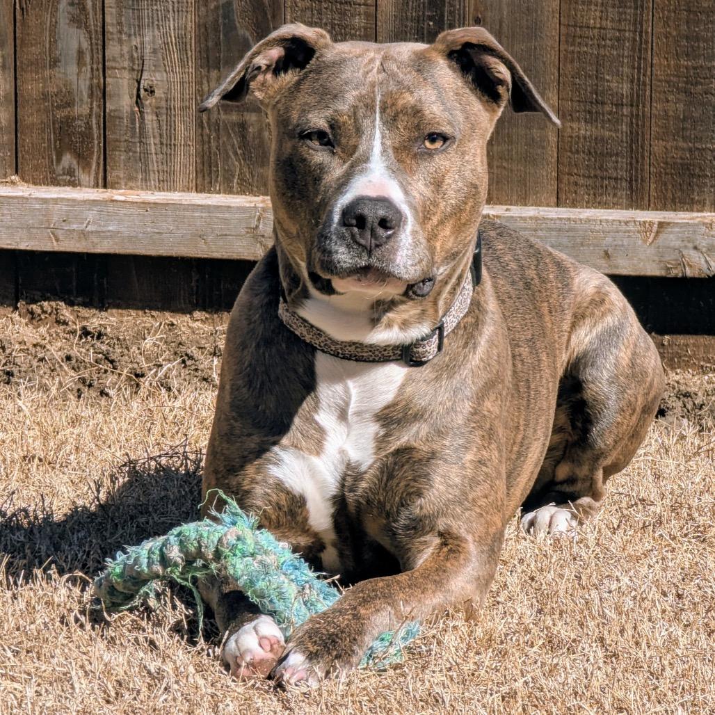 Enlarge Koda, a Adoptable Pit Bull Terrier in Dallas, TX image 2/6