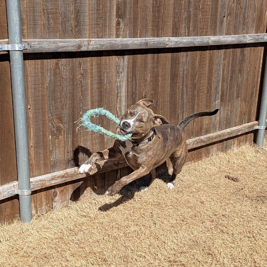 Enlarge Koda, a Adoptable Pit Bull Terrier in Dallas, TX image 3/6