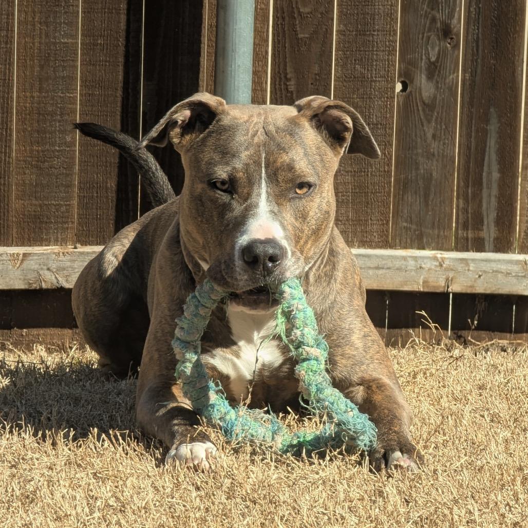 Enlarge Koda, a Adoptable Pit Bull Terrier in Dallas, TX image 4/6