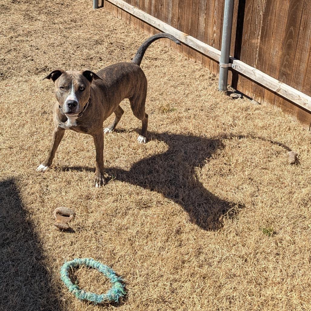 Enlarge Koda, a Adoptable Pit Bull Terrier in Dallas, TX image 5/6