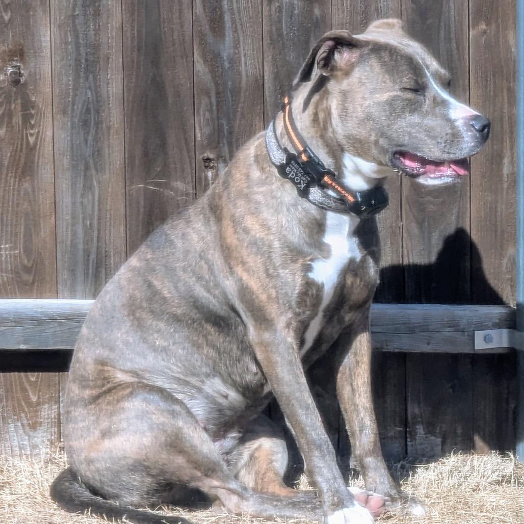 Enlarge Koda, a Adoptable Pit Bull Terrier in Dallas, TX image 6/6