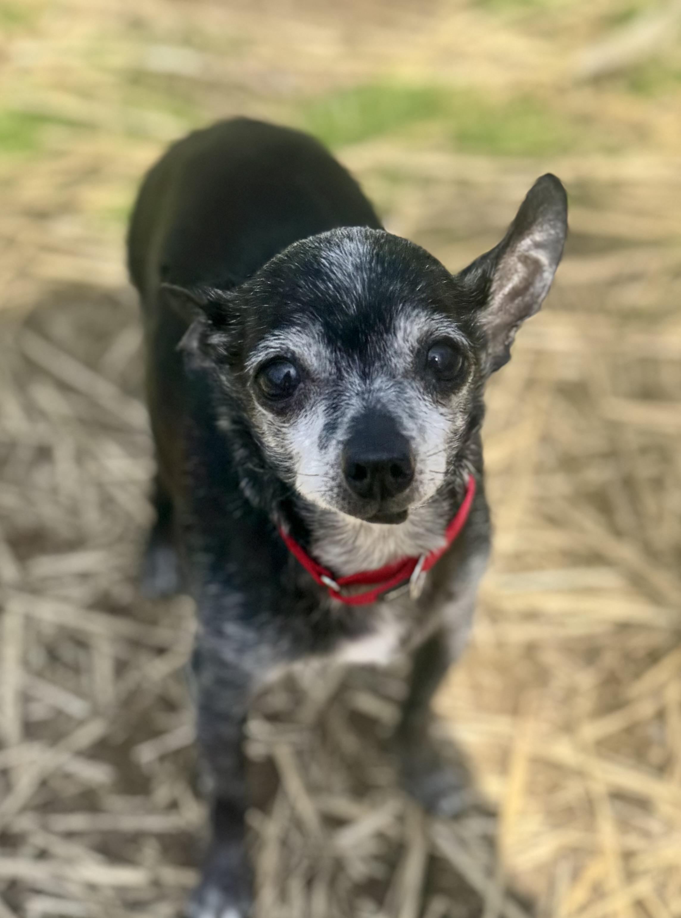 Presley, Adoptable, Senior Male Chihuahua.