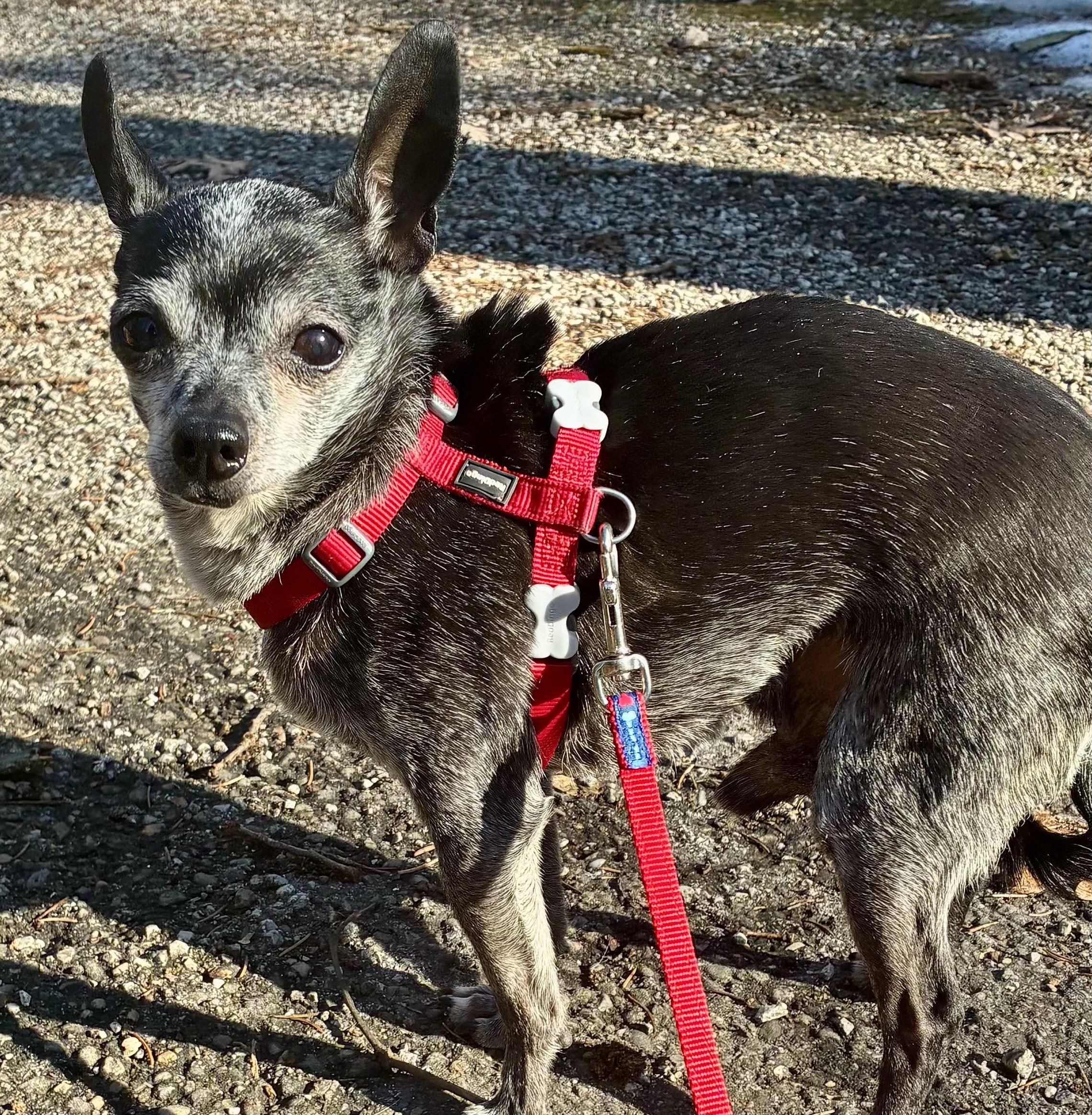 Enlarge Presley, a Adoptable Chihuahua in Bradfordwoods, PA image 3/5