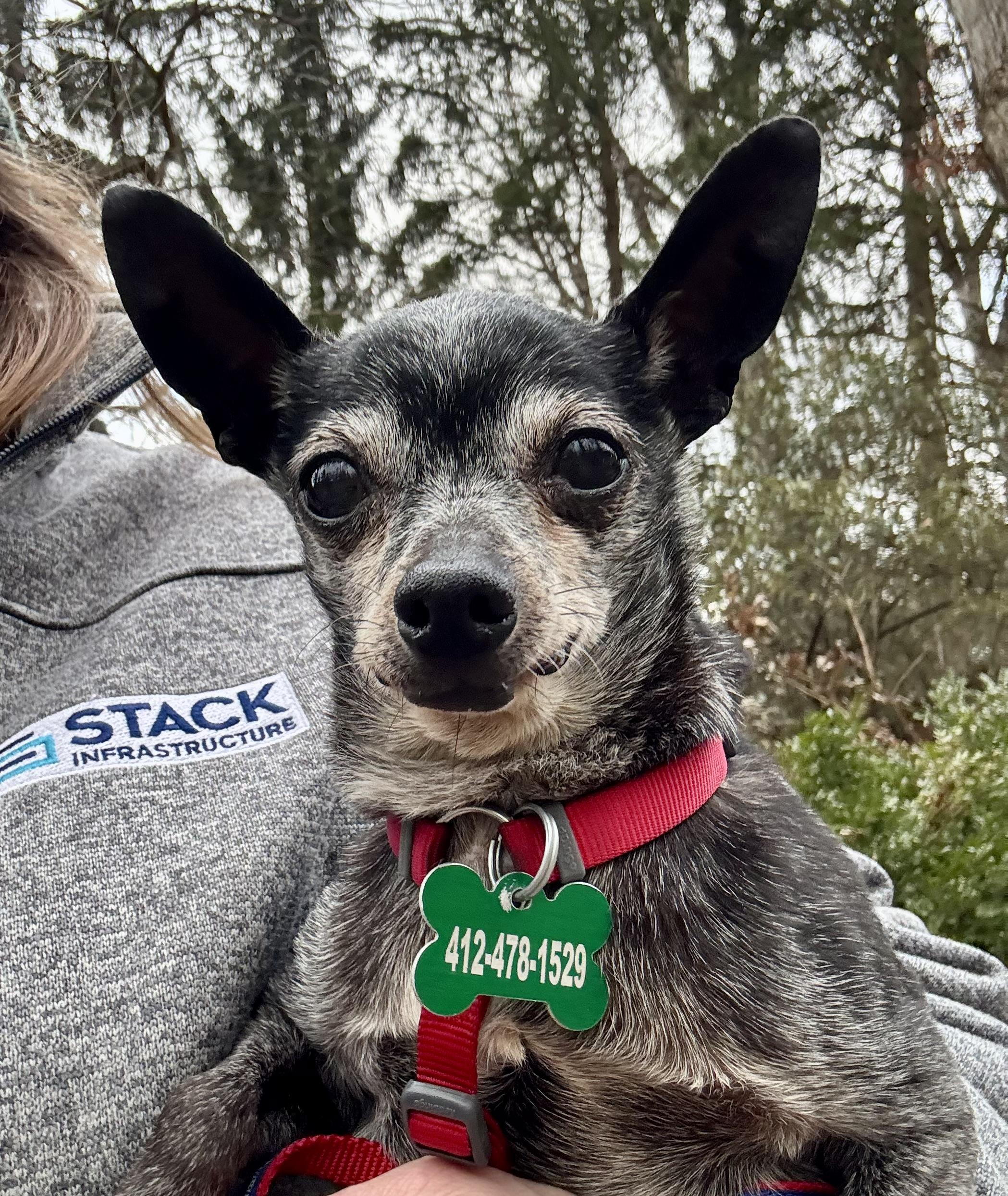 Presley, Adoptable, Senior Male Chihuahua.