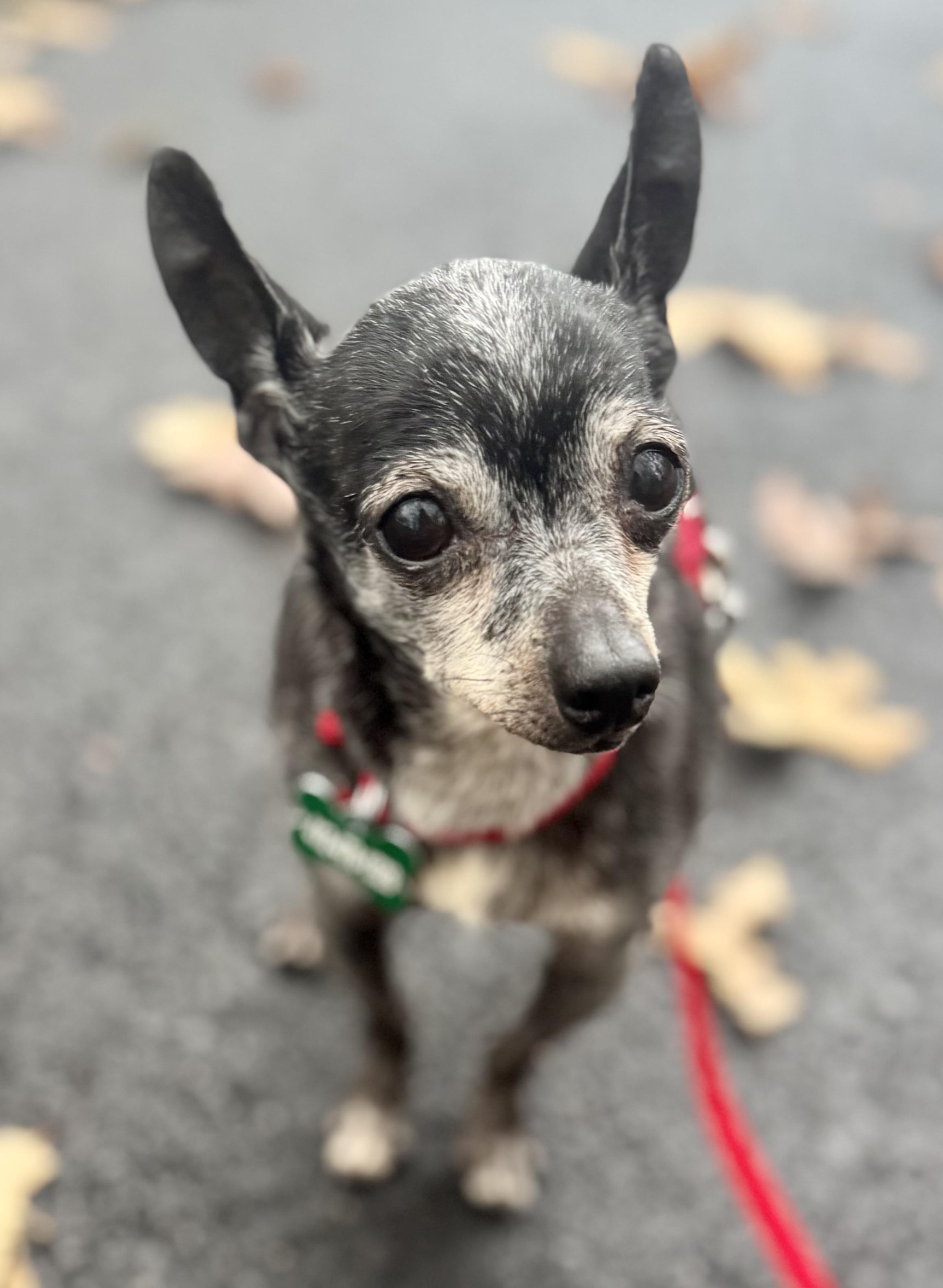 Enlarge Presley, a Adoptable Chihuahua in Bradfordwoods, PA image 2/2