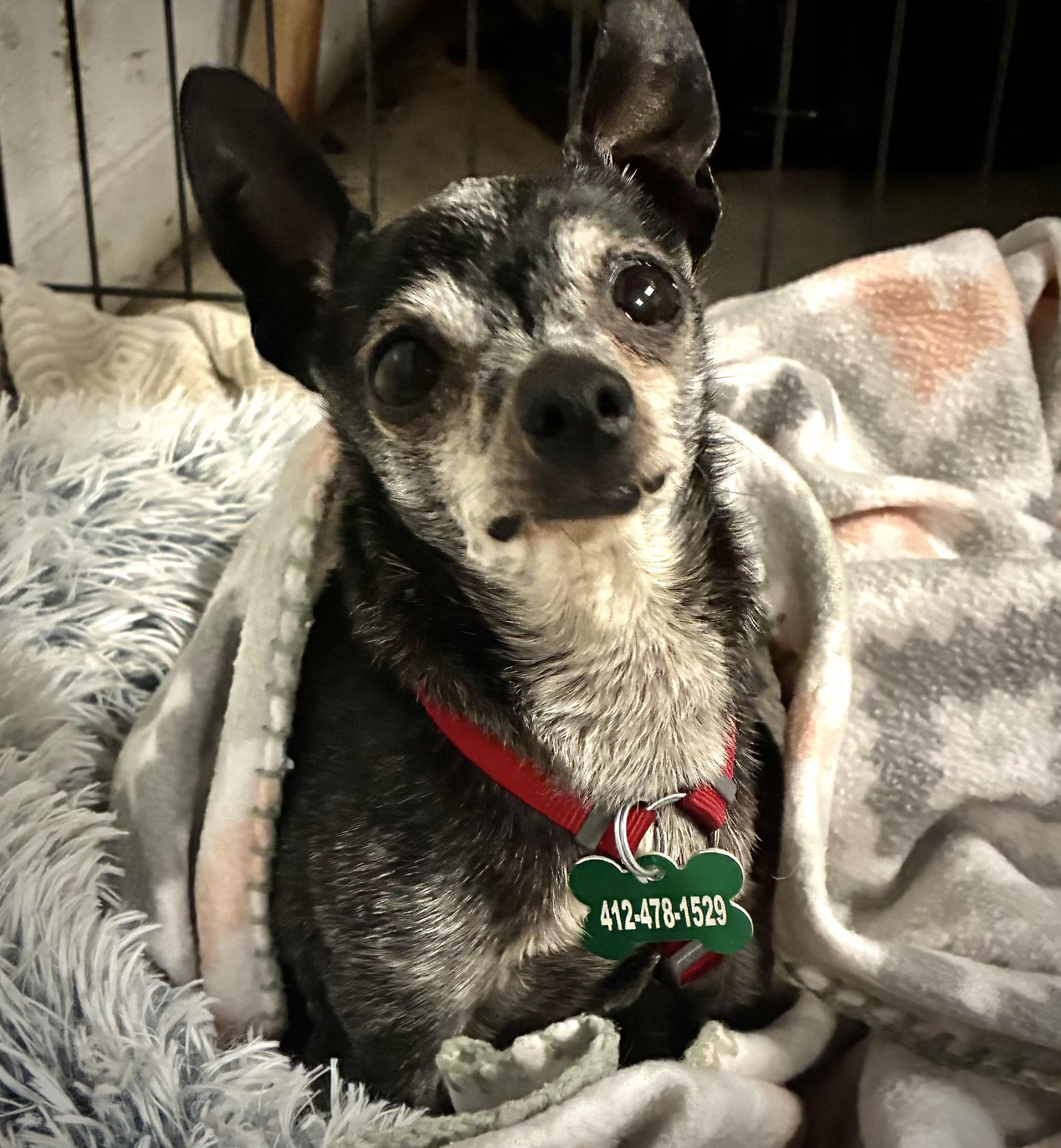 Enlarge Presley, a Adoptable Chihuahua in Bradfordwoods, PA image 4/5