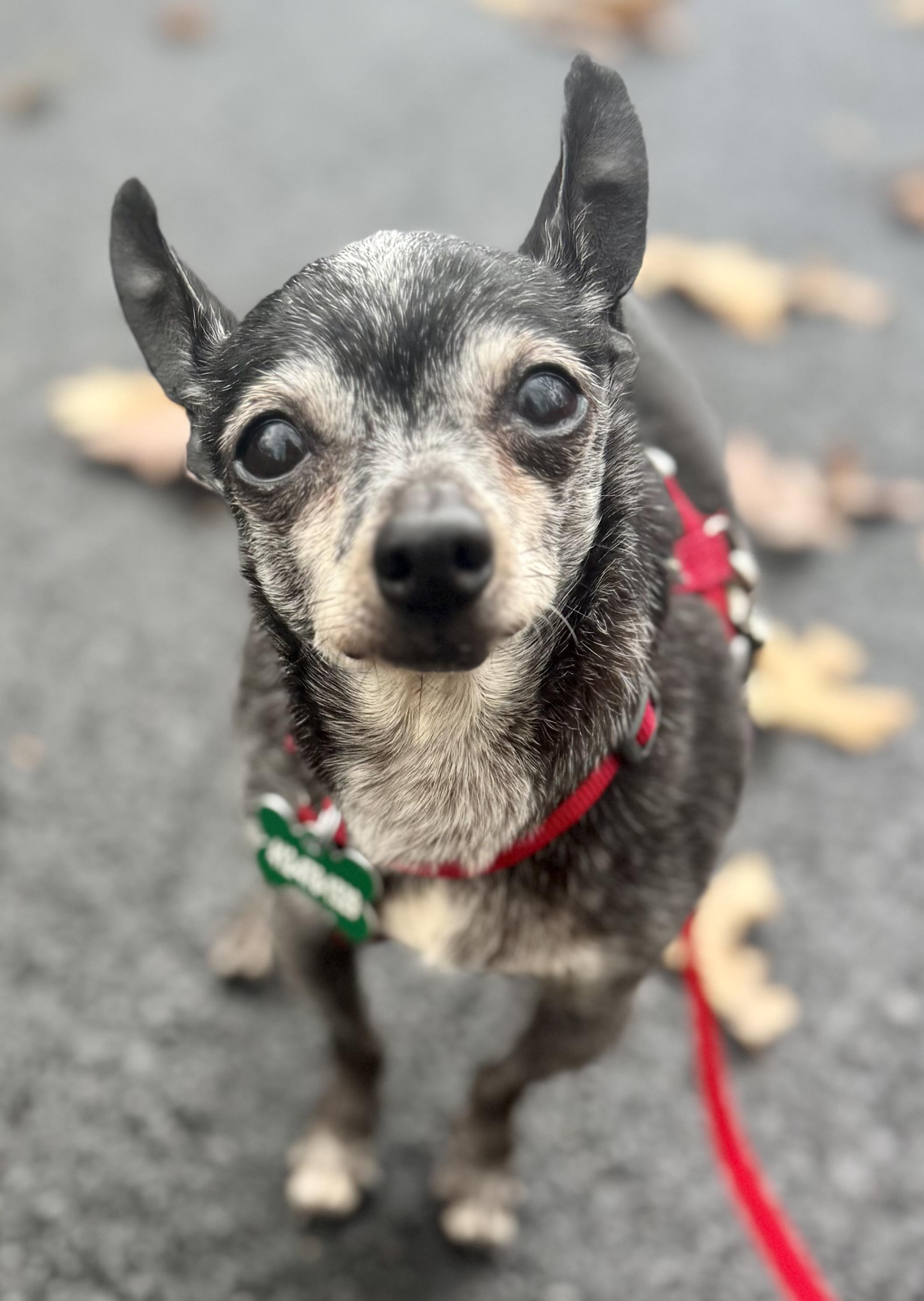 Enlarge Presley, a Adoptable Chihuahua in Bradfordwoods, PA image 5/5