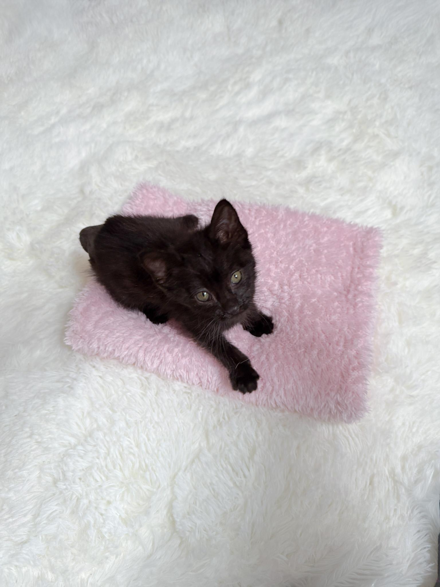 Buttercup, Adoptable, Young Male Domestic Short Hair.