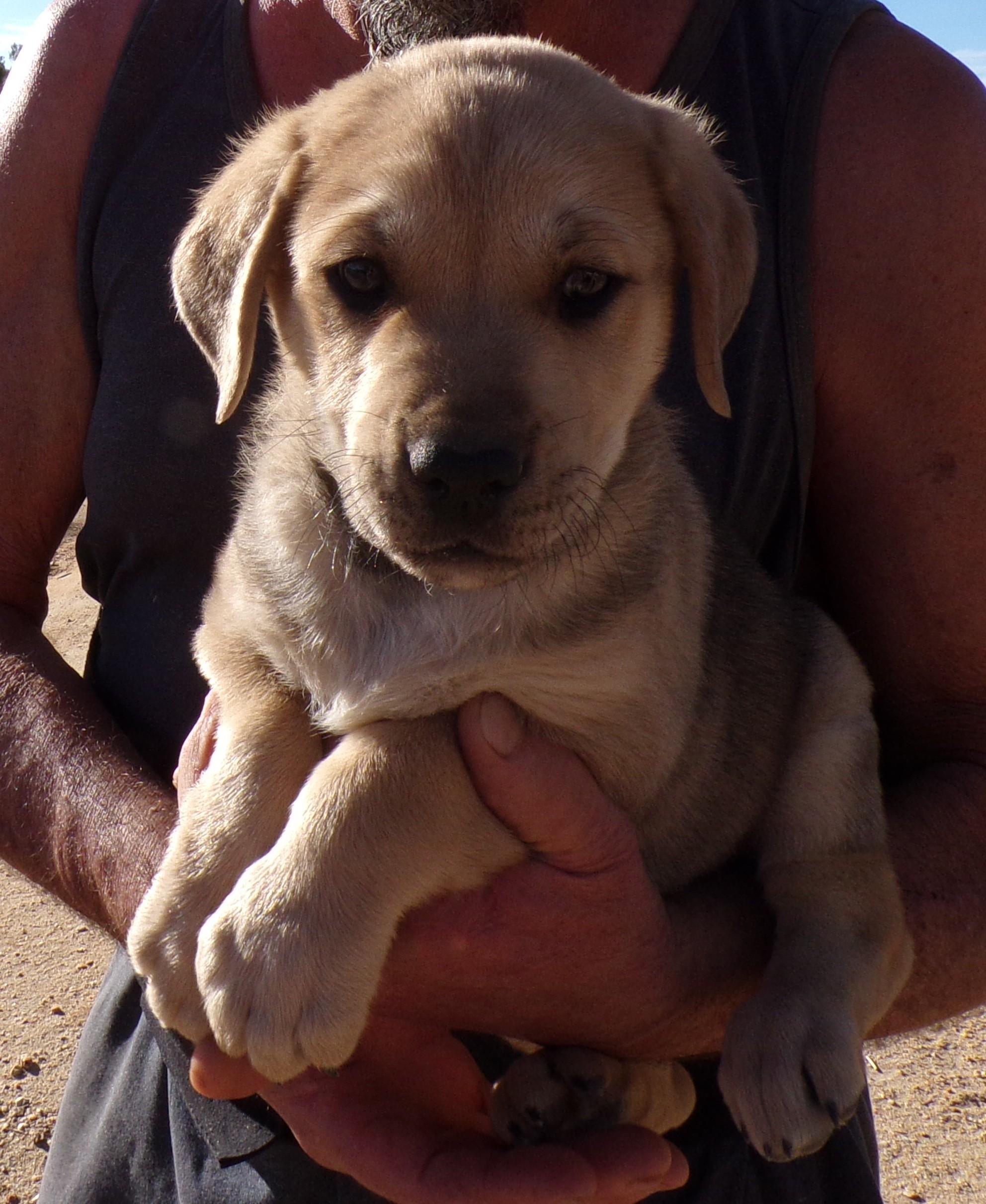 Enlarge LOUIE, a ADOPTABLE mixed breed in Corona, CA image 2/3