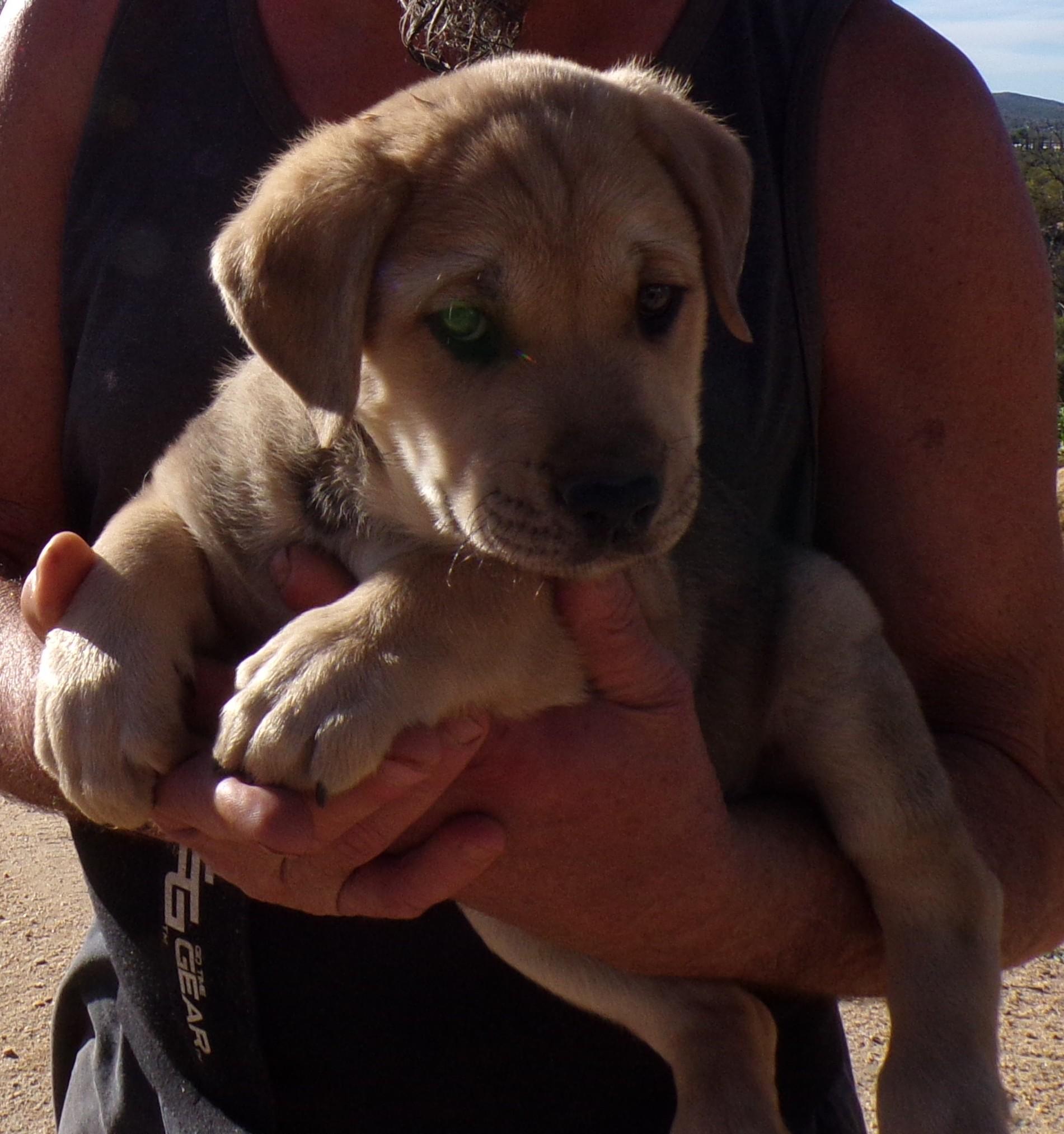Enlarge LOUIE, a ADOPTABLE mixed breed in Corona, CA image 3/3