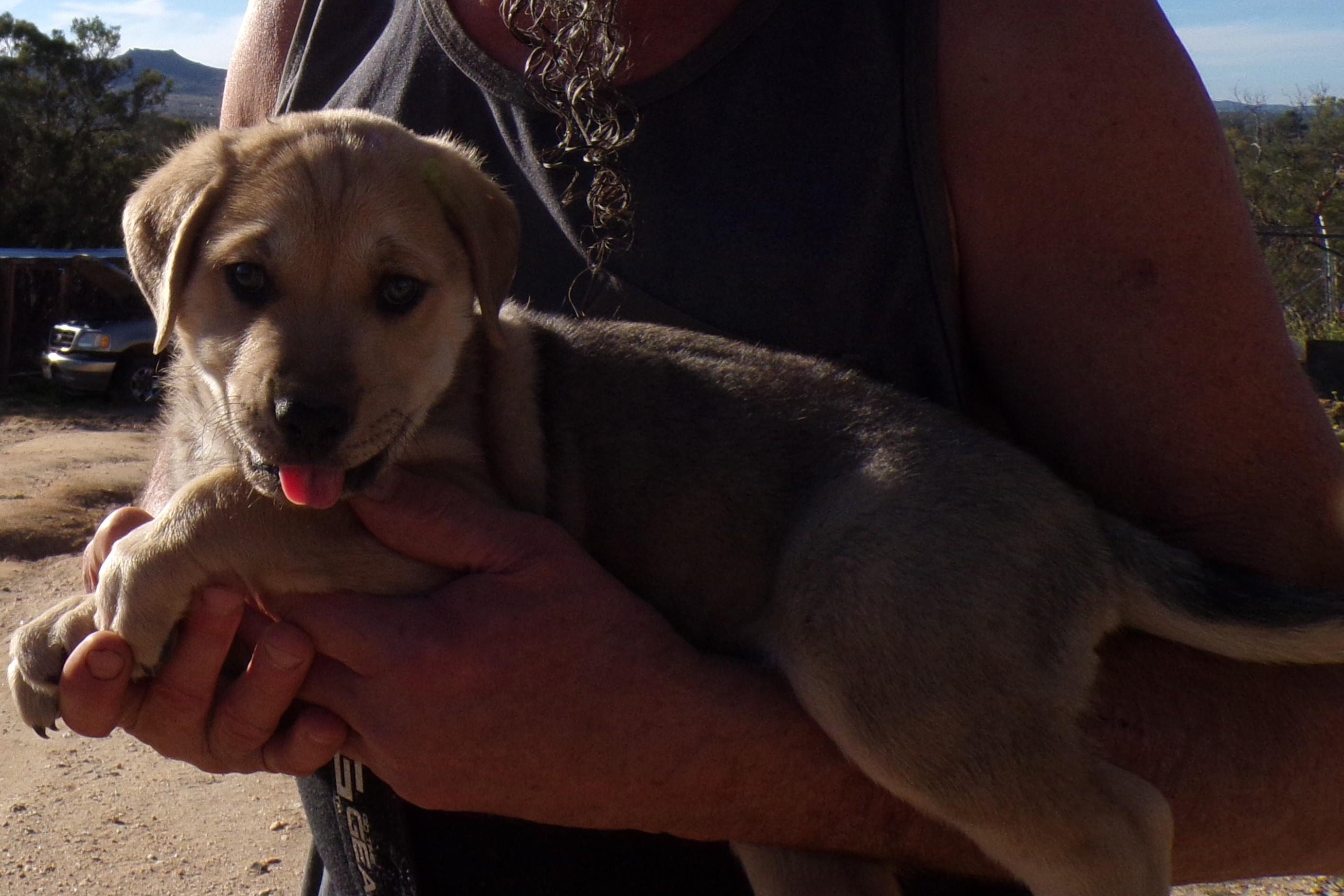 LOUIE, ADOPTABLE, Puppy Male Labrador Retriever.