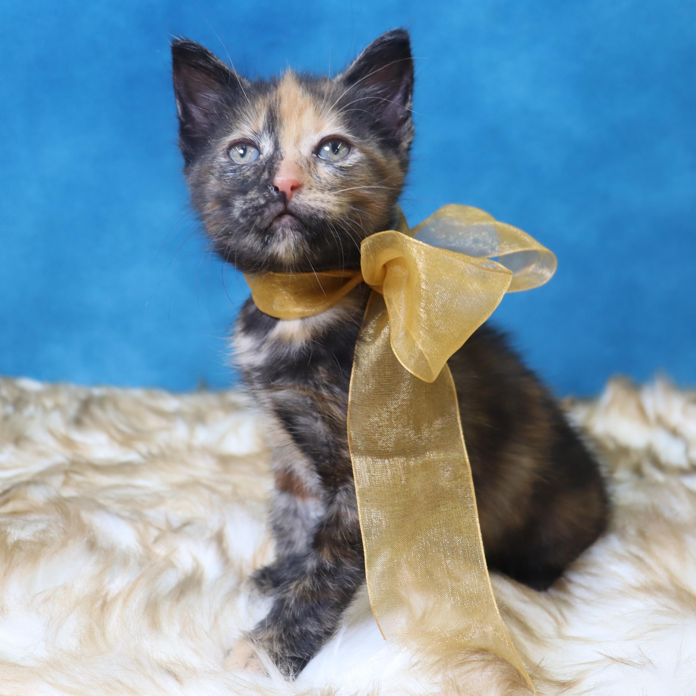Stormy - Purrfectly Adorable 2