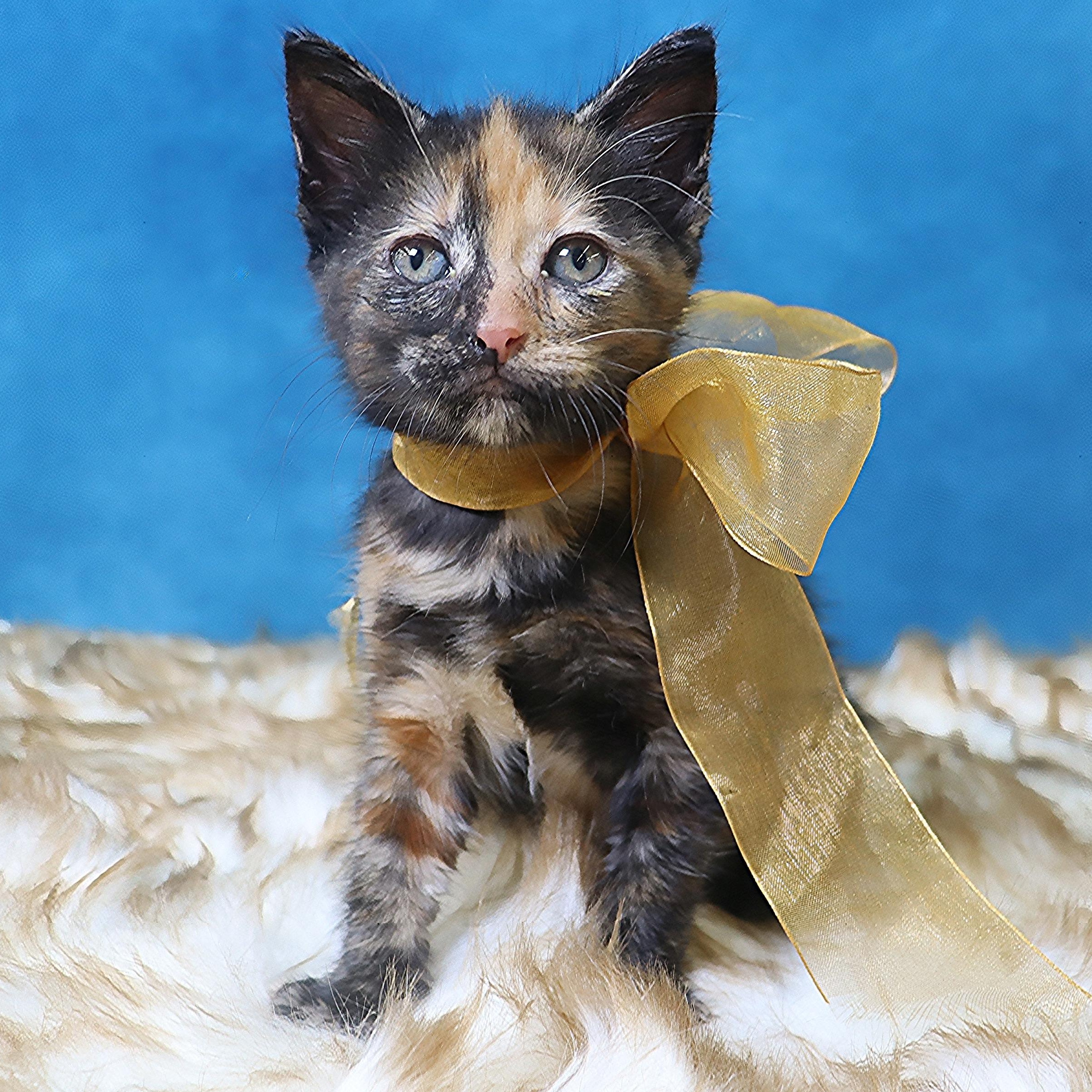 Stormy - Purrfectly Adorable